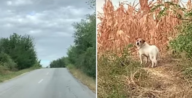 In the middle of nowhere a dog was found 