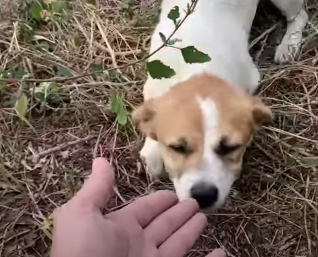 Puppy is scared to approach to a woman 