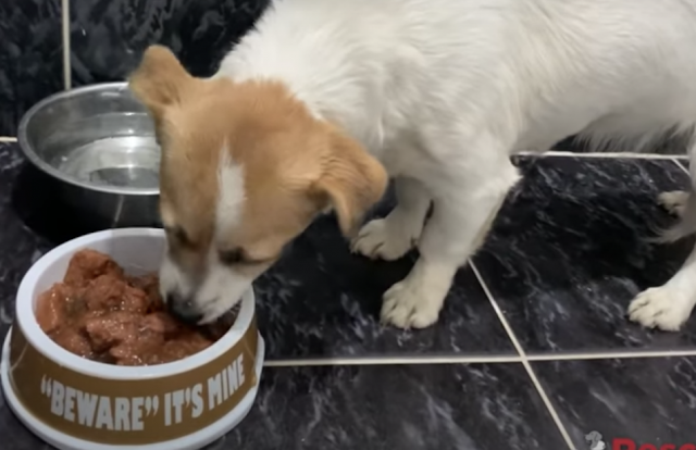 Dog got rescued and eating his first yummy meal 