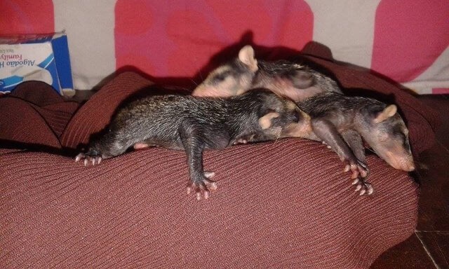 Little orphan opossums sleeping 