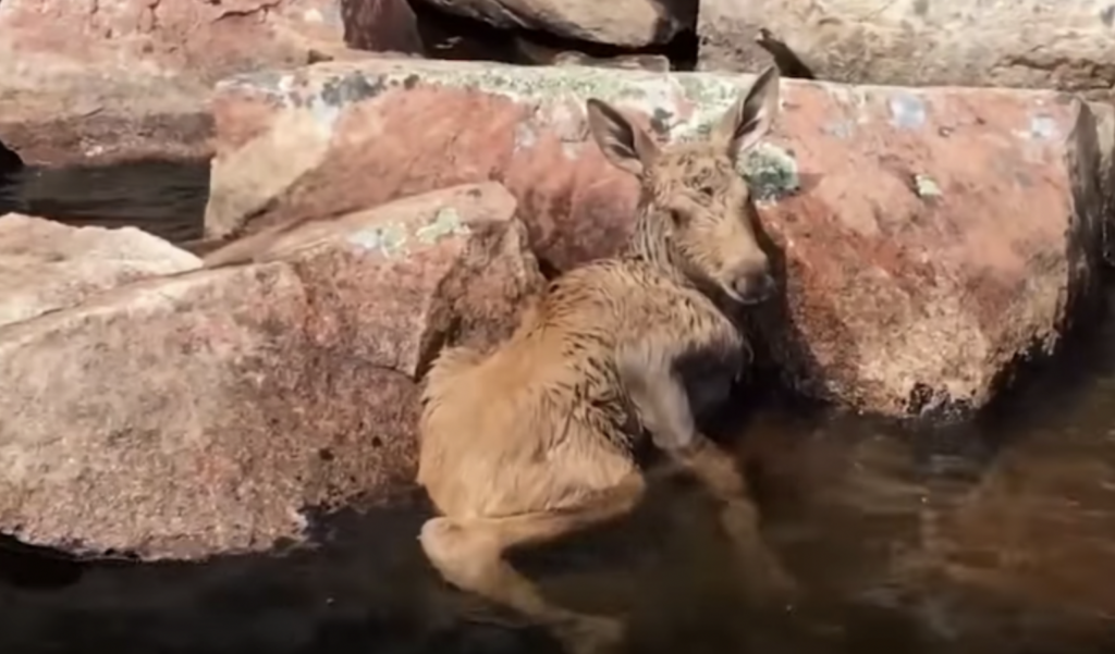 Dog has been waiting for his owner that never came back 