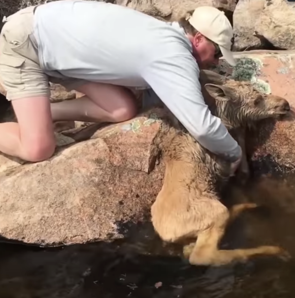 Abandoned dog was rescued by some travelers 