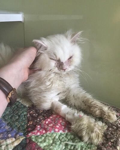 Cat found of the street in a very bad condition 