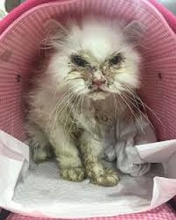 Cat was rescued full of infections 