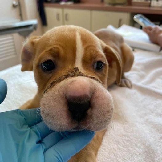 Puppy with swollen mouth because he was tied up 