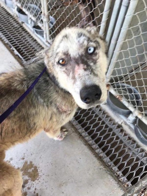 Husky found lost and got rescued 