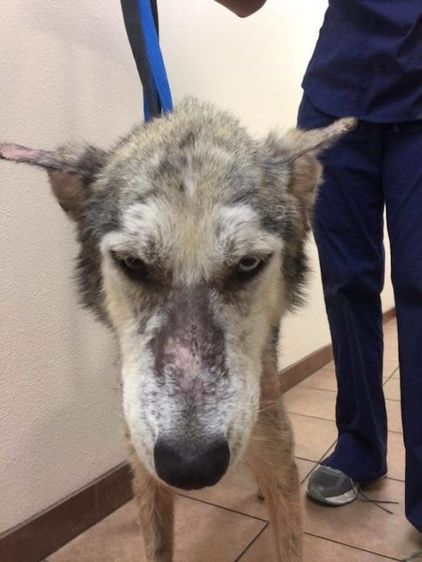 Two colored eye husky was found lost 