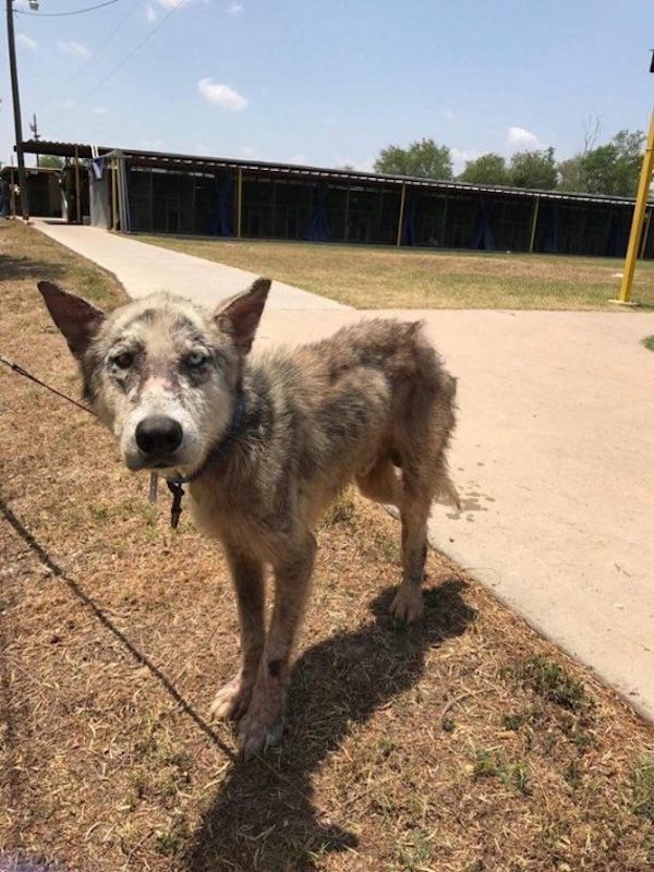 Lost husky that was found lost has a family 