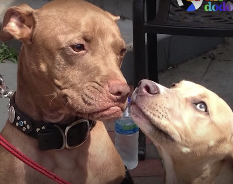 Dog wants go have teeth like his friends 