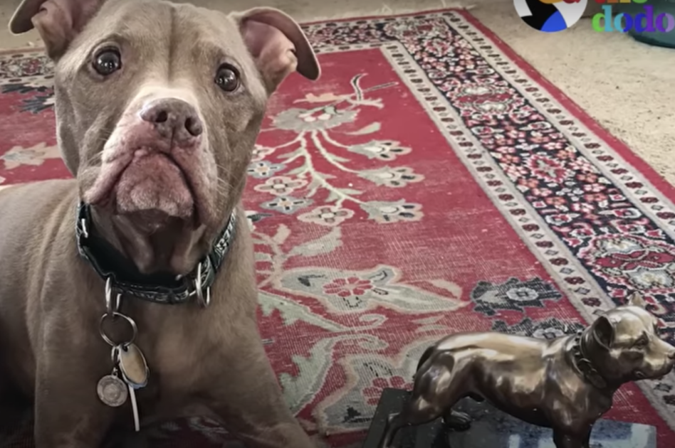 Dog waiting for his teeth surgery 