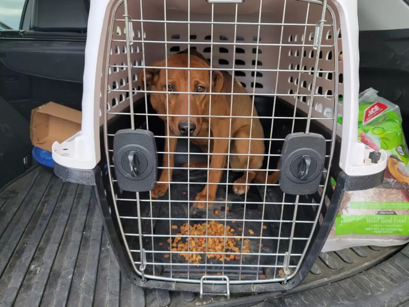 Rescued dog going at the shelter 