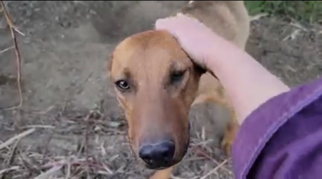 Afraid stray dog wants to be cuddled 