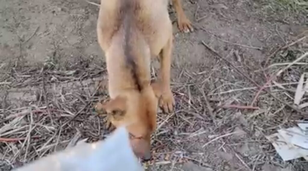 Stray dog eating real food for his first time 