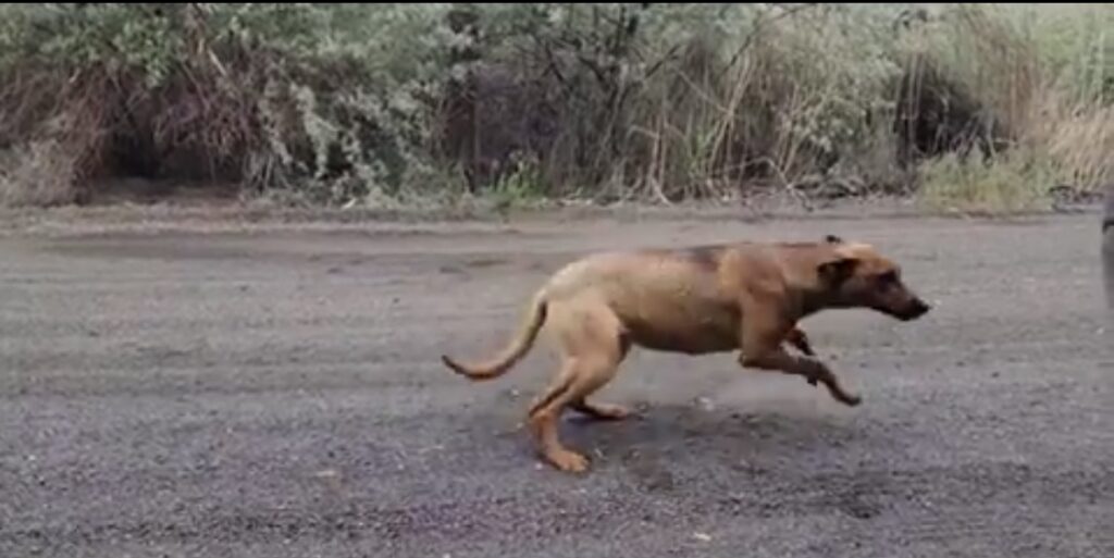 Dog jumping off happiness because her rescuer came back 