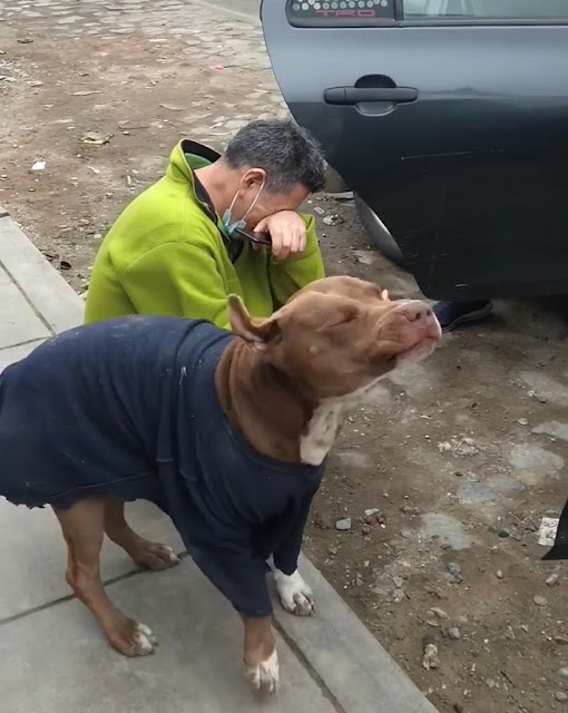 Owner cries when he finds his dog after being missing for a year.