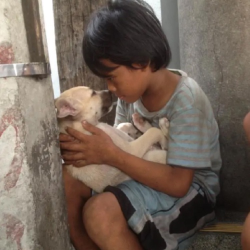 Little dog is being kept by a orphan little dog 