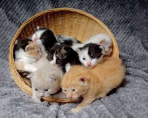 All kittens were rescued and adopted by different families 