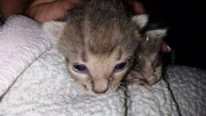 Poor little kittens meowing for food after being abandoned in the trash