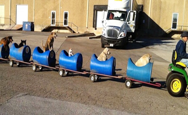 Stray dogs on a dog train getting their rounds