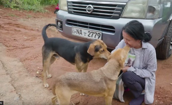 Even after 3 years stray dog remembers her rescuers 