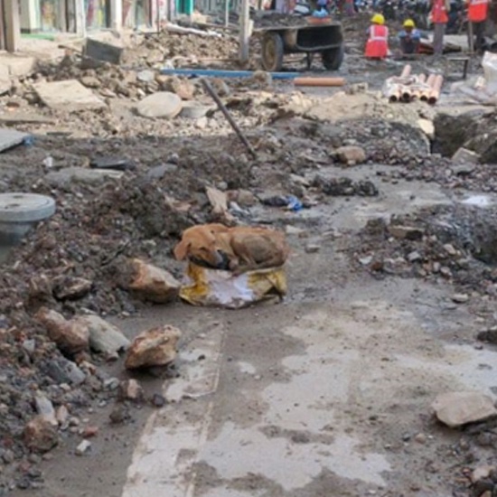 Poor dog gave birth on the street among a construction site