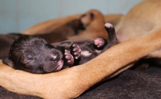 Newborn puppies are rescued by a shelter and getting the care needed 