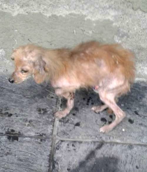 Skinny malnourished dog being unable to walk properly due to lack of strength