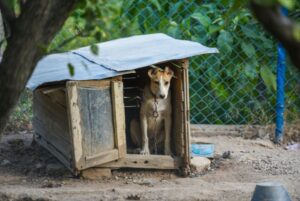 Dog is being kept at a shelter, waiting to get better and to be ready for adoption 