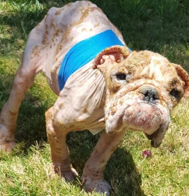 Dog with serious skin disease undergoes medical treatment