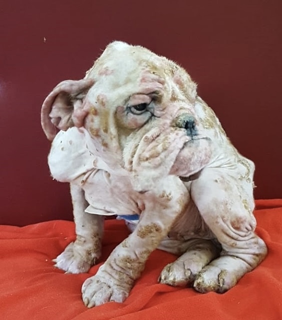 Distressed dog suffering from skin disease has no improvement 