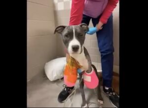 Dog getting her health back after surgery 