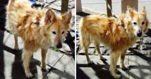 Rescued dog turned out to be a mixed of a husky- golden retriever 