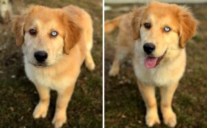 Beautiful mixed up dog husky- golden retriever 