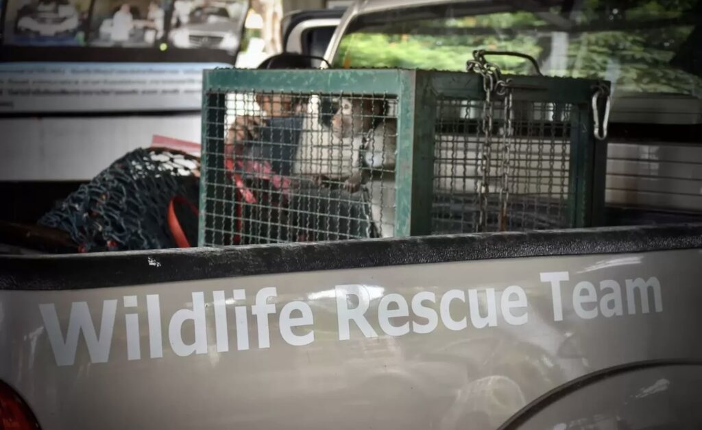 Rescue team saves little monkey that was chained for half decade