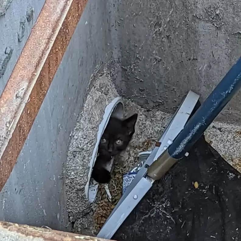 Kitten is stuck in a storm drain and cannot get out of it without help