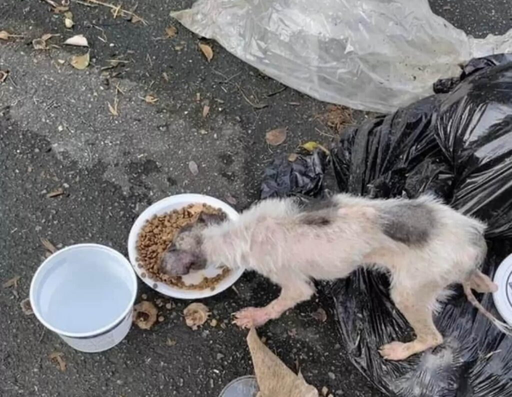 Stray dog eats proper food since forever