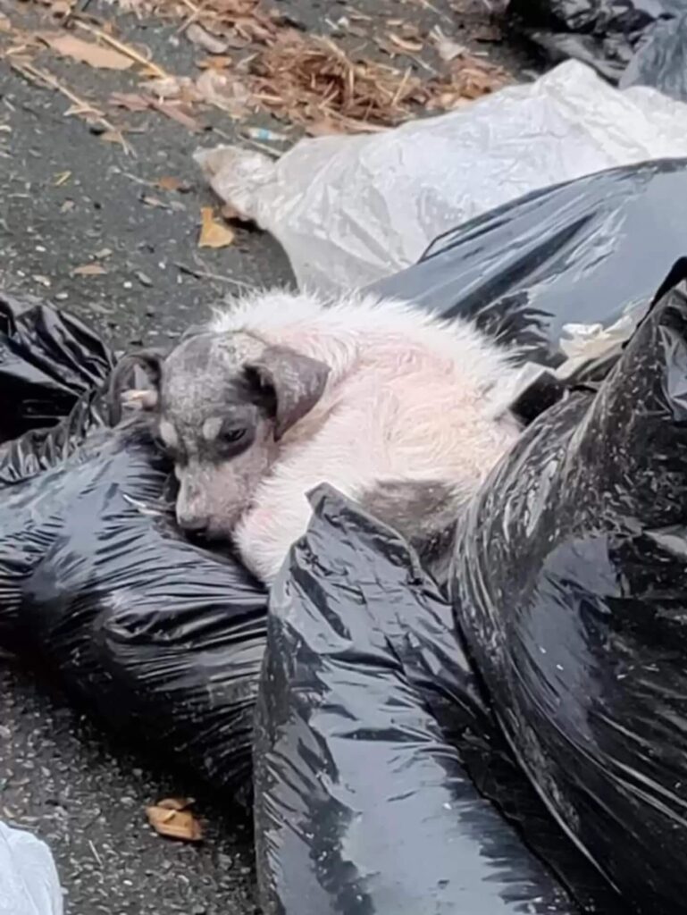 Stray dog finds comfort in trash bags to take a nap