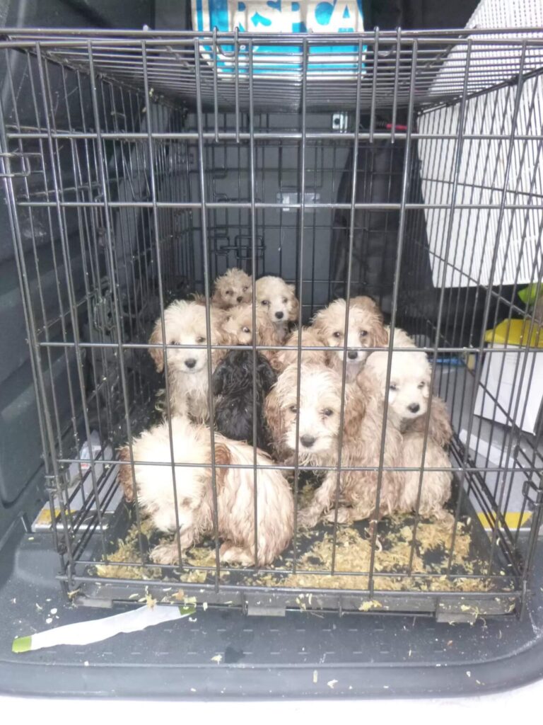 Twenty tiny puppies abandoned inside a crate on the roadside finally find a glimpse of hope for life