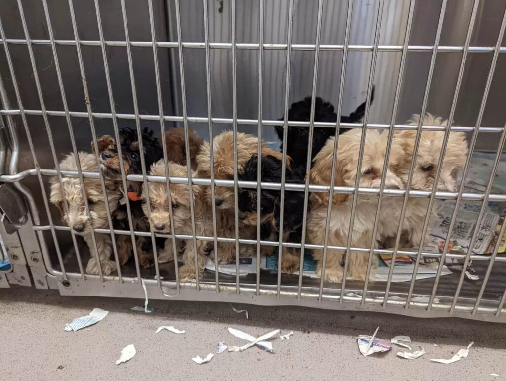 Twenty little puppies at the vet after being rescued