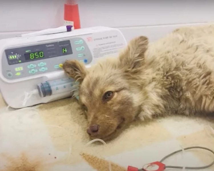 Rescued dog has several examinations to get the right treatment for his health condition