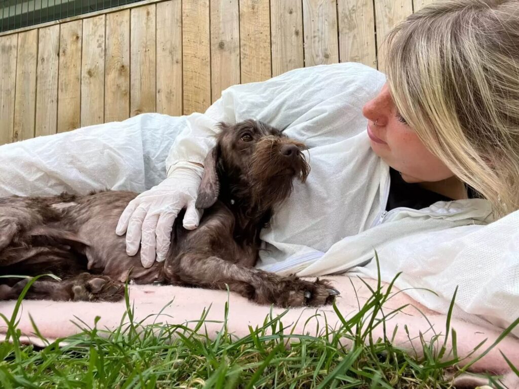 Rescued dog during recovery surrounded by care and love