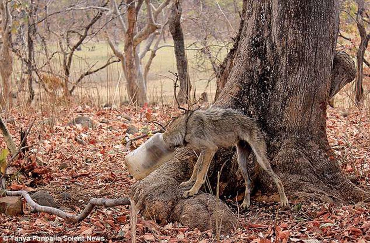 Wolf with his head stuck into a container 