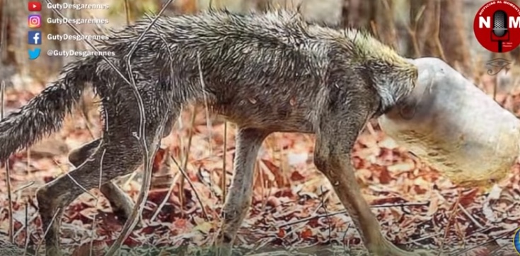 Poor wolf has been without eating for days because his head is stuck 