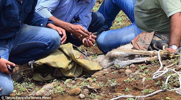 Thank to a shelter wolf can breathe freely after his head was stuck 