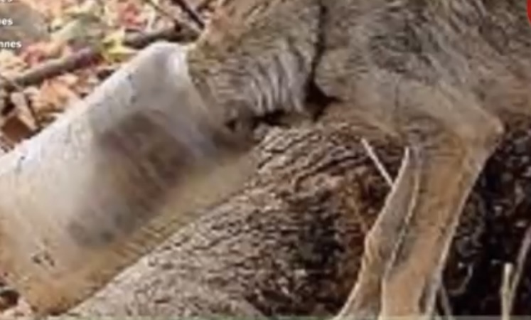 Wolf trying to remove the container that has been stuck in his head 