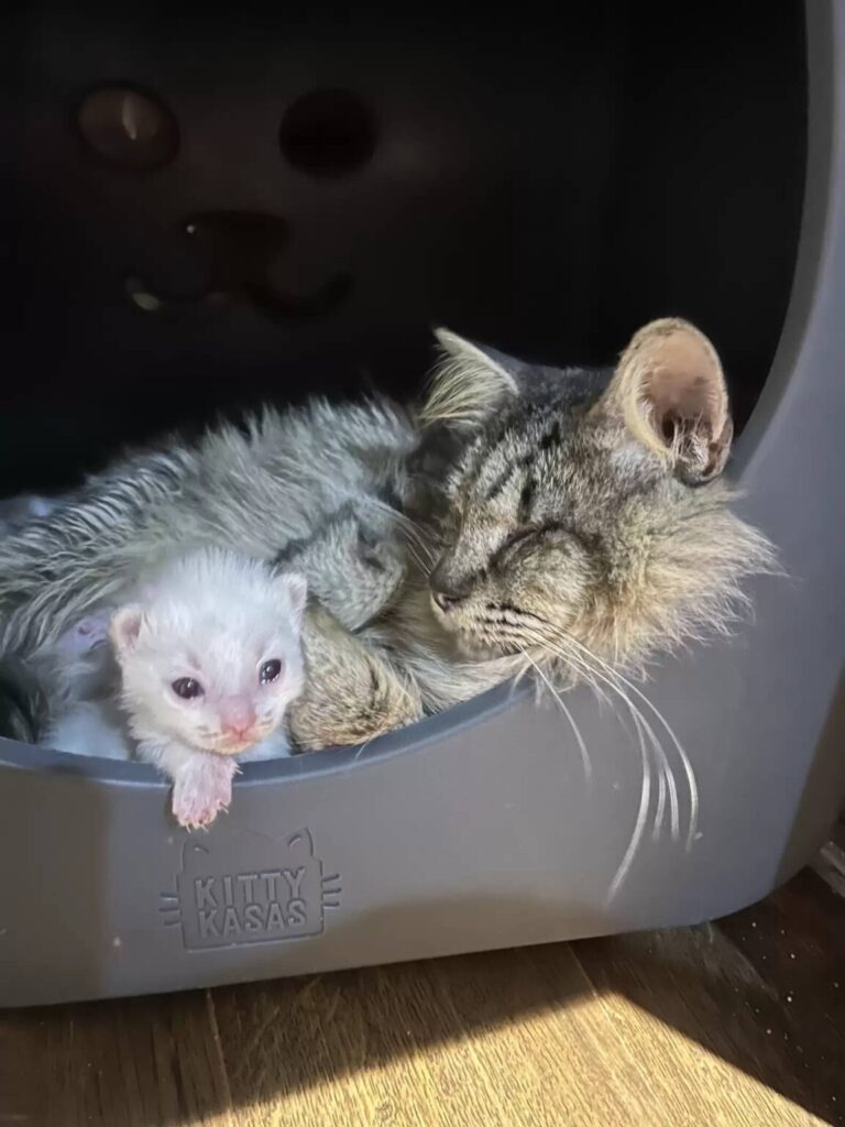 Mom cat sleeping peacefully with her kittens