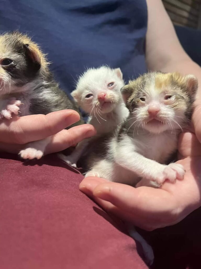 Tiny kitties finally rescued from miserable street life