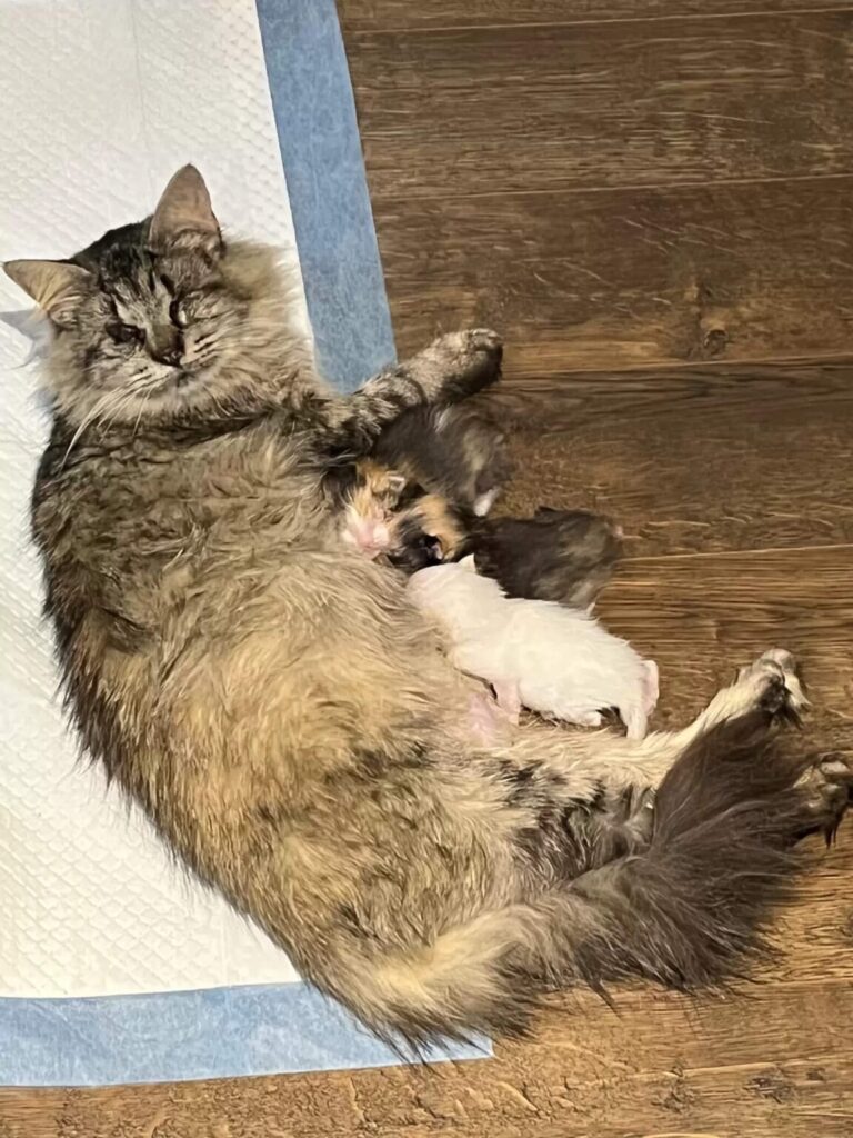 Mom cat and her tiny kitties