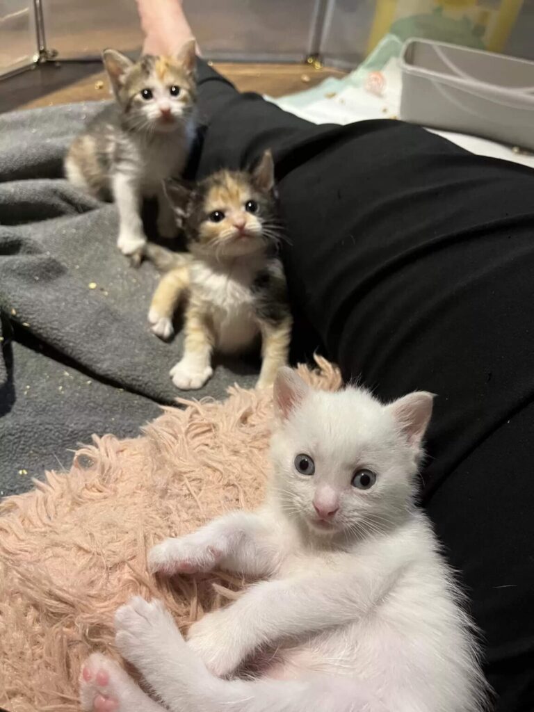 Rescued kittens resting calmly at foster home