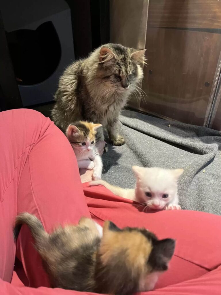 Blind cat taking care of her kitties 